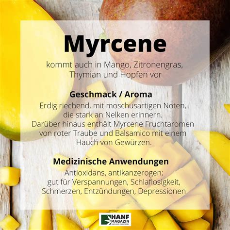 Das Terpen Myrcen - Geruch und Geschmack, Vorkommen und medizinischer ...