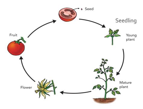 Plant Life Cycle Life Cycles Plant Science