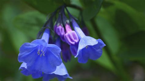 Virginia Bluebells Welcome Addition To Native Plant Gardens