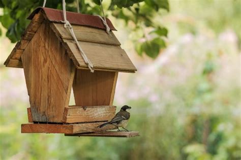 Comment Attirer Les Oiseaux Dans Son Jardin