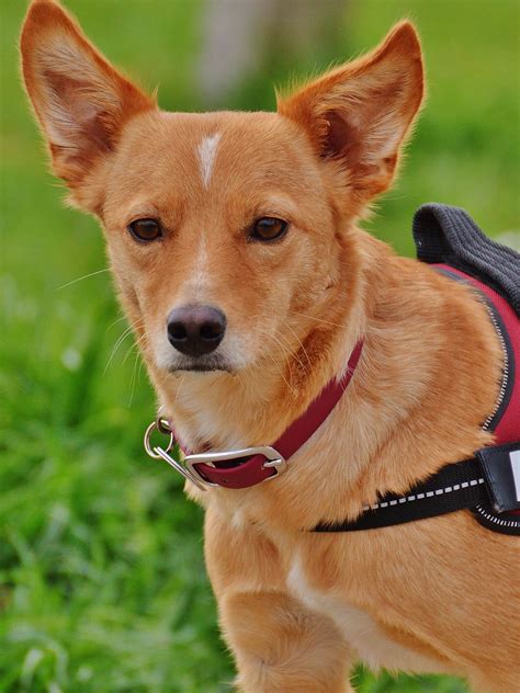 Carolina Dog Training Course On Carolina Dog