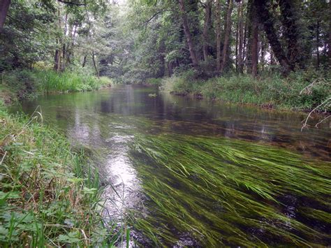 Chalk Stream By Jonah At Norfolk River Trust Salix