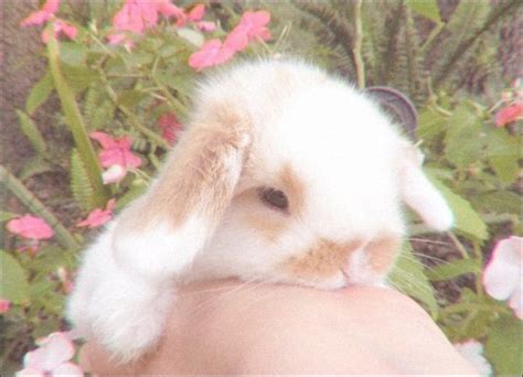 ᘏ 𝐟𝐚𝐢𝐫𝐢𝐞𝐡𝐨𝐛𝐢𝐢 ミ Cute Little Animals Bunnies Aesthetic Aesthetic Bunny