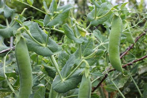Peas Pod Easy Edible Gardening