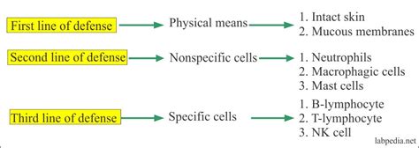 🏷️ Name The Two Major Categories Of Innate Nonspecific Defenses