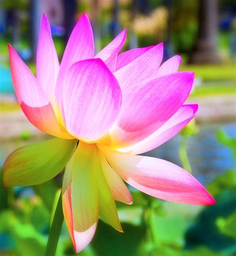 Lotus Flower Sacred Lotus Nelumbo Nucifera Lotus Flowe Flickr