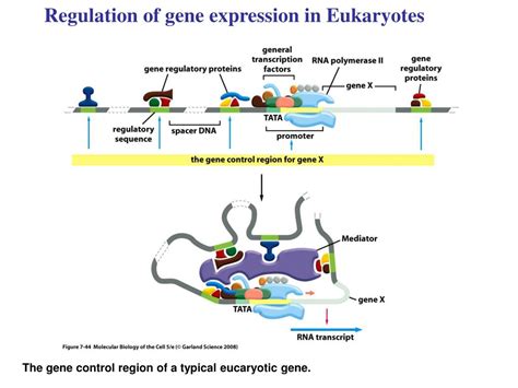 Ppt Transcriptional Regulation In Eukaryotes Powerpoint Presentation
