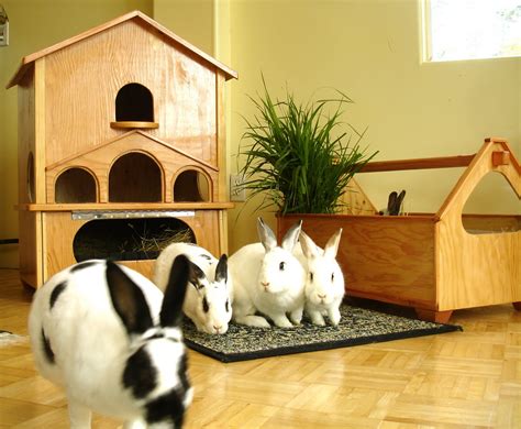 Quest For A Better Rabbit House