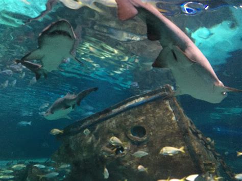 Ripleys Aquarium Gatlinburg Tennessee Crystal Carder