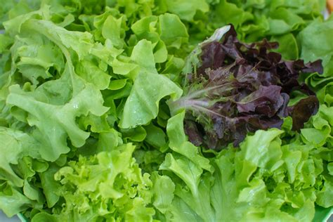 Lettuce Spring Mix Whispersholler Farms And Grocery