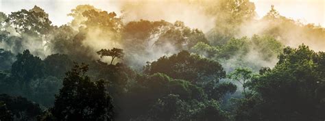 Panorama Banner Background Of Tropical Forest Landscape Scene For Using