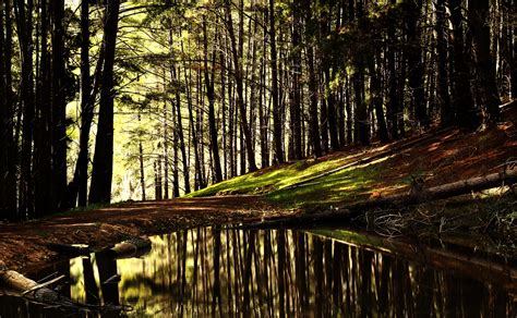 Free Images Tree Water Nature Forest Swamp Wilderness Branch