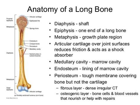 Pin By Jessica Joyce On Systems Musculoskeletal Anatomy Cavities