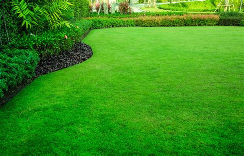 How To Maintain A Healthy Lawn Home Living