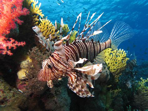 Lionfish Facts Habitat Worksheets And Life Cycle Information For Kids