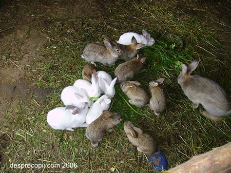 Imagini cu iepuri de pasti | stolenimg. 2006 in imagini, concurs de poze
