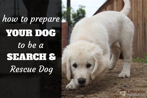 How To Prepare Your Dog To Be A Search And Rescue Dog