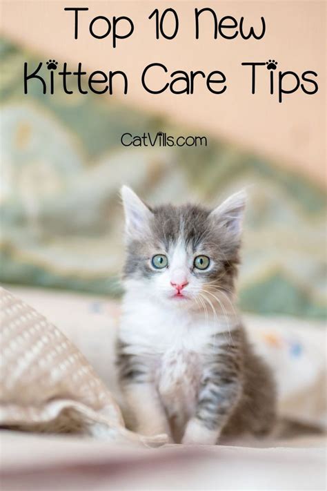 Top 10 New Kitten Care Tips You Need To Know Kitten Care First Time