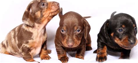 Under the new microchipping law that came into effect on 6 april 2016, all dogs and puppies must be microchipped and registered by the age of eight weeks. Adopt dachshund puppies - Have them delivered - Shipping Policy