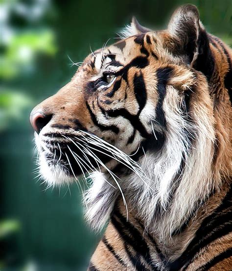 Tiger Photograph By Victor Walsh Photography Fine Art America