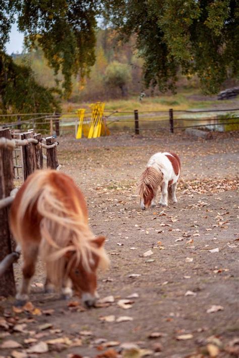 Funny Miniature Horse Outdoors Stock Image Image Of Crazy Nature