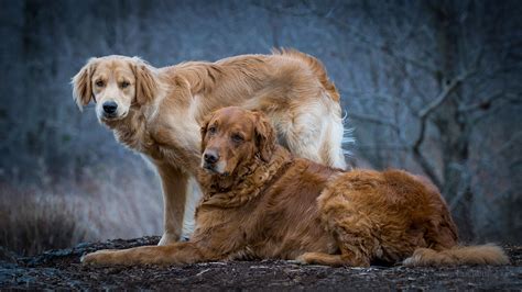 Two Cute Brown Dogs Desktop Hd Wallpaper