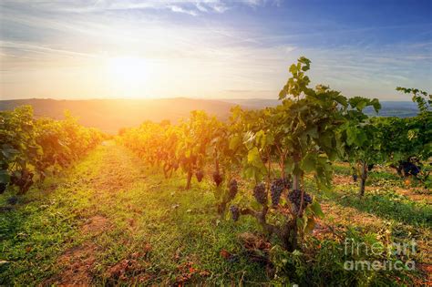 Vineyard In Tuscany Ripe Grapes At Sunset Photograph By Michal