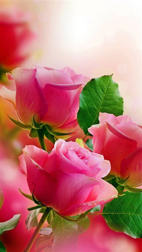 31 Pink Roses Phone Wallpapers