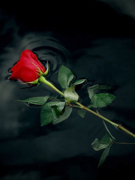 Red Rose 1 Red Roses Rose Flower Rose Single Red Rose Hd Phone