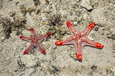 Red Knobbed Starfish Photograph By Tony Camacho Fine Art America
