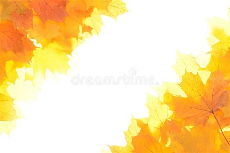 Autumn Colored Leaves Stock Image Image Of Closeup Isolated 6667469