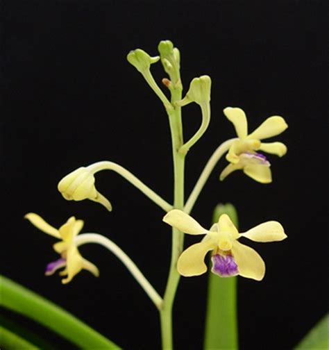 Vanda Parviflora Syn Vanda Testacea Orchidweb