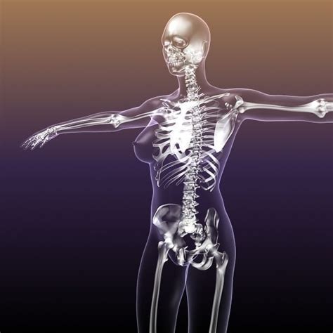 Female Body Diagram Bones Female Anatomy Skeleton Anatomy Drawing Diagram Your Social Life