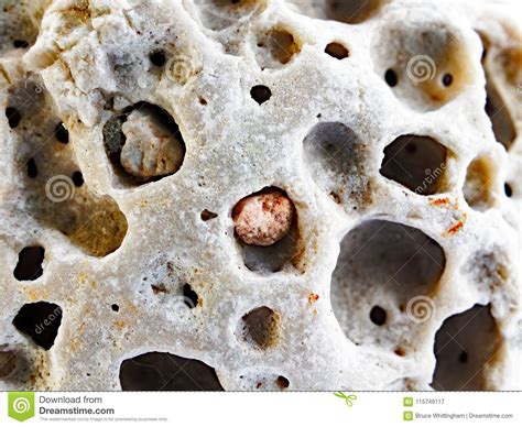 Small Volcanic Rock From Ocean Stock Image Image Of Holes Alien