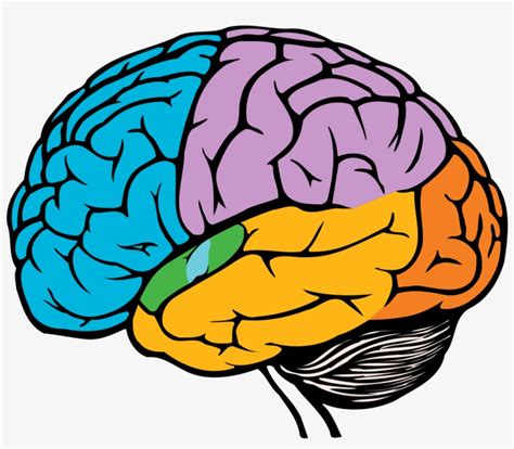 Parts Of The Brain Png Easy Simple Brain Drawing Png Image
