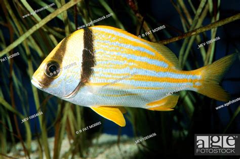 Porkfish Grunt Fish Anisotremus Atlantic Stock Photo Picture And