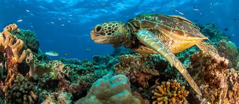 Great Barrier Reef Animals Green Sea Turtle Great Barrier Reef