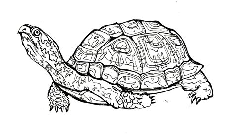 Tortoise Clipart Black And White Free Download On Clipartmag