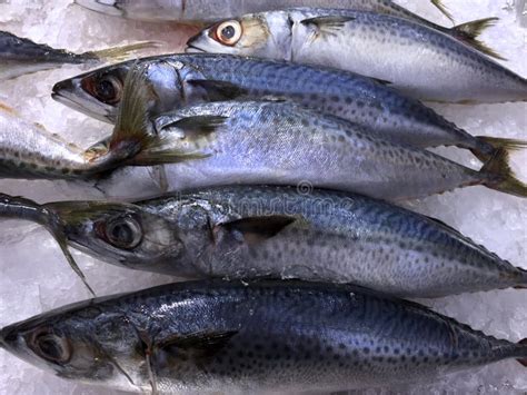 Saba Mackerel Fish Fresco Congelado Imagen De Archivo Imagen De