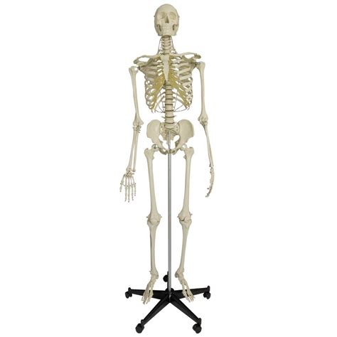 Model Skeleton Human Full Size Heavy Duty With 15 Year Warranty
