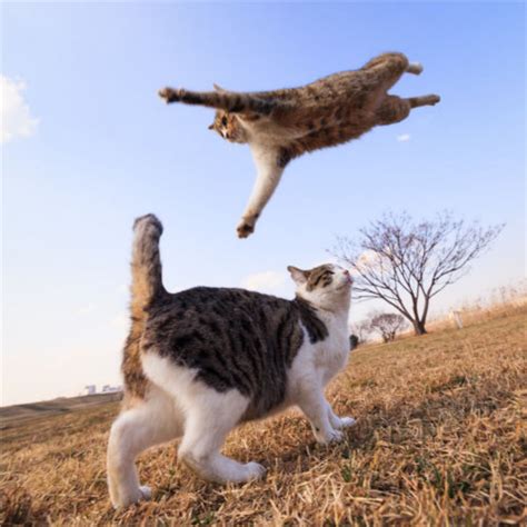 見てると思わずジャンプしたくなる！元気に飛び跳ねる猫たち写真7枚｜猫に小判
