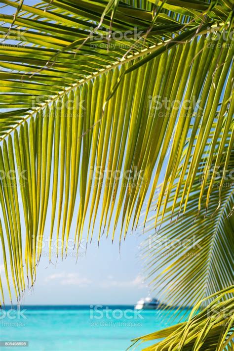Tropical White Sand Beach With Coconut Palm Trees Stock Photo