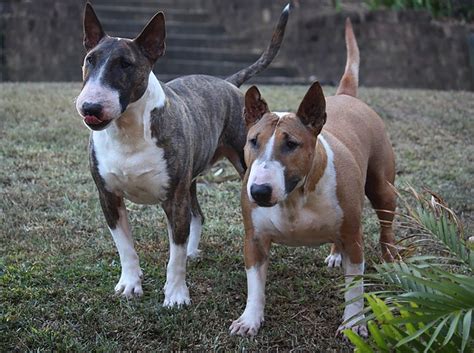 Bull Terrier Facts The Smart Dog Guide