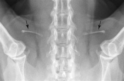 Radiographic Signs Of Joint Disease In Dogs And Cats Veterian Key