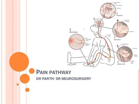 Pain Pathway