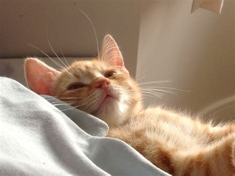 Beautiful Baby Boy Loki Ragdollcat Orange Tabby Cats Tabby Cat Cats