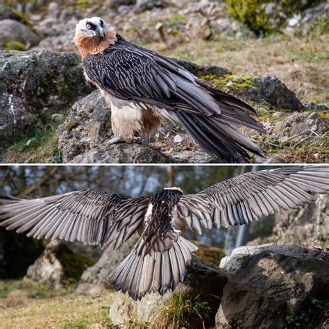 Regelmaessig fliegen sie ihr revier, das auch tiefe schluchten hat, auf der. Bartgeier Foto & Bild | natur, tiere, vögel Bilder auf fotocommunity