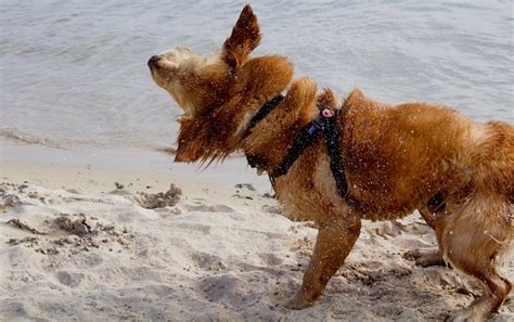 Golden Retriever Shaking Off The Sea Water Stock Photo Download Image