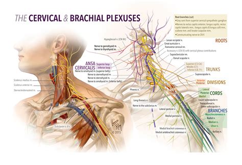 Laura Roy The Brachial And Cervical Plexuses Artists Blogs Medical Illustration Sourcebook