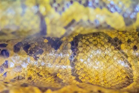 Dried Skin Of The Burmese Python For Background The Burmese Python